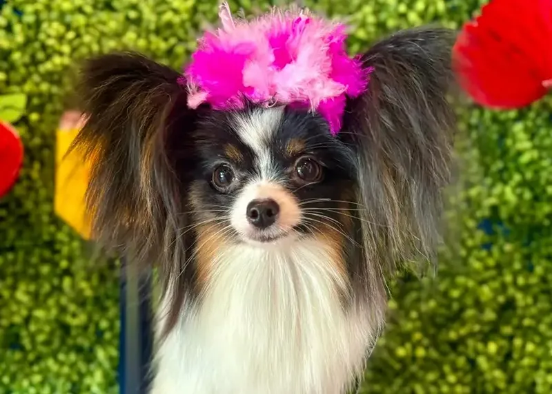 Before and After Photos